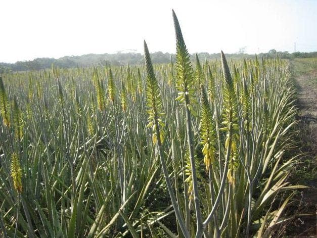 Plantaciones