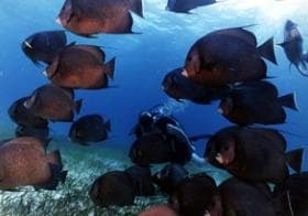 Peces